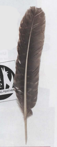 Smudge Fan, Barred Turkey Feather  11-12"