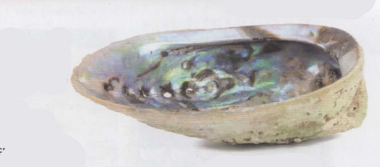 Shell Burner, Abalone 5" approx. (Corrugata)