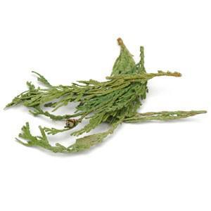 Cedar Leaf Tips 1 oz